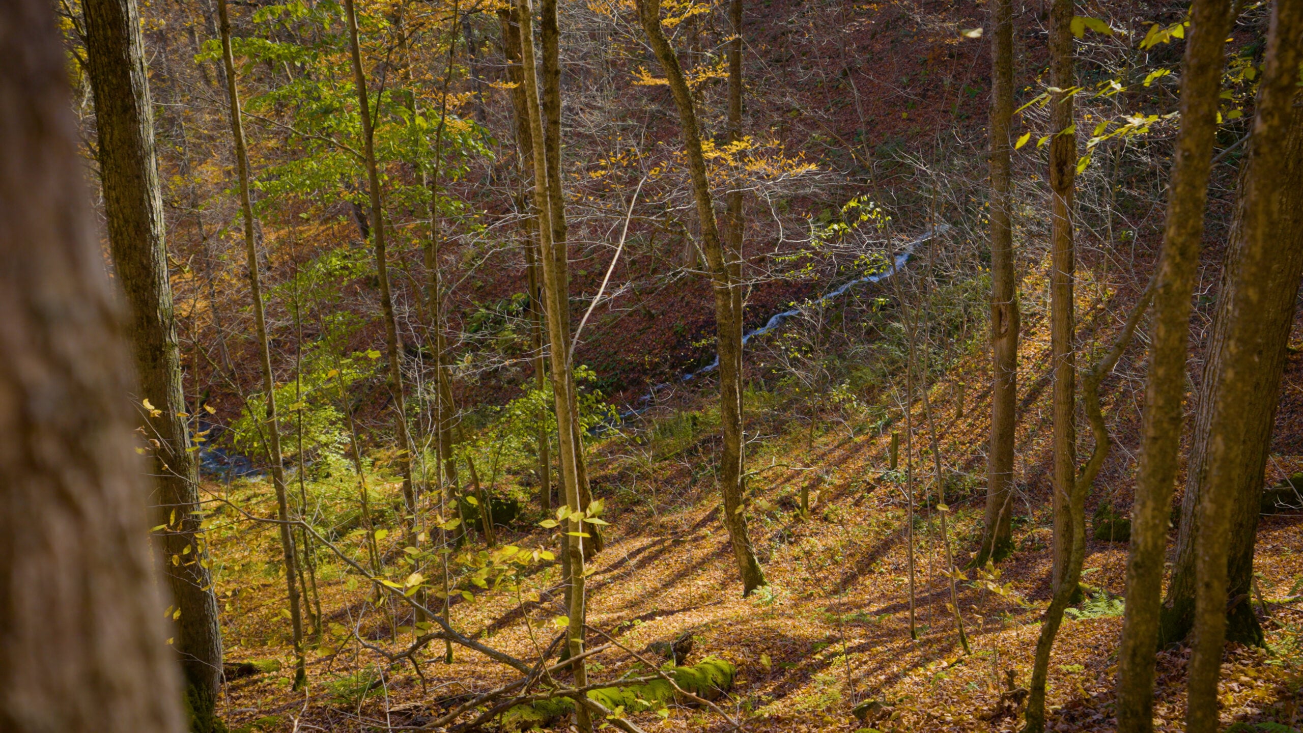 Talisman Forest